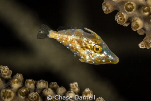 "Sparkle"
These texture masters are sometimes difficult ... by Chase Darnell 